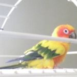 Sunny, the femal sun conure.